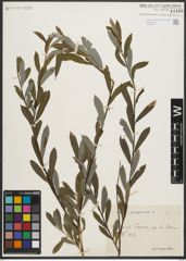 Foto von Salix purpurea L.